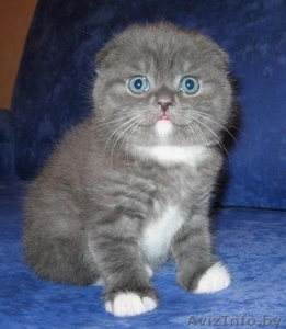 Продаётся плюшевый шотландский вислоухий котик (скоттиш фолд)  - Изображение #1, Объявление #12215