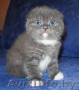 Продаётся Шотландский котенок - Изображение #1, Объявление #11326