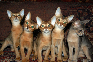 Абиссинские котята от Exclusive ABY - Изображение #1, Объявление #78576