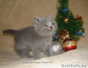 Питомник британских короткошерстных кошек Бриллиант Филд*BY - Изображение #1, Объявление #133575