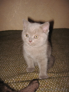 Продается британский котенок - Изображение #2, Объявление #243436