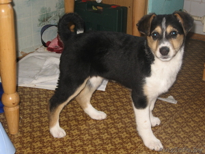 Зена - музыкальный щенок! Ищет хозяина!