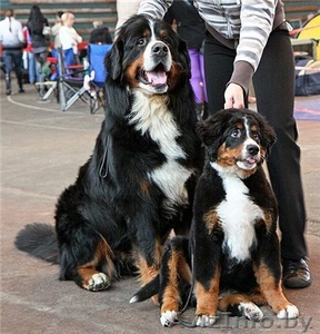 Швейцарская горная овчарка