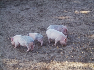  вьетнамские вислобрюхие свинки - Изображение #2, Объявление #293866