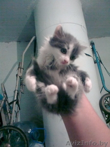 Котят  в хорошие руки отдам - Изображение #2, Объявление #282910