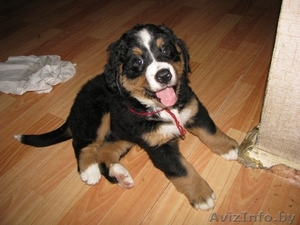 Щенки бернского зенненхунда с элитной родословной