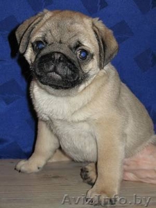 Мопс щенки из питомника