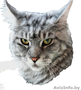 Мейн-кун котята - Изображение #1, Объявление #695896