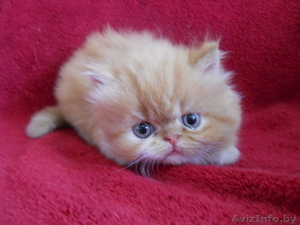Красивые персидские котята - Изображение #2, Объявление #686364