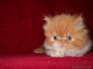 Красивые персидские котята - Изображение #7, Объявление #686364