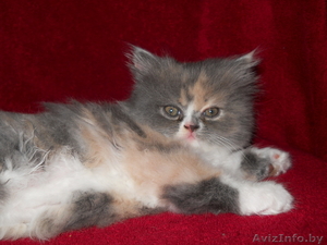 Красивые персидские котята - Изображение #6, Объявление #686364