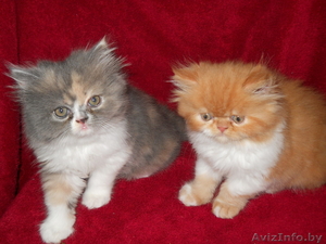 Красивые персидские котята - Изображение #10, Объявление #686364