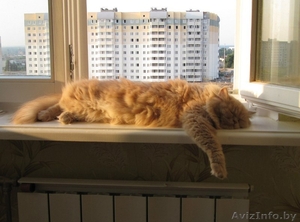 Самые красивые персидские котята в Беларуси! - Изображение #1, Объявление #607545