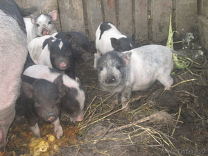 Поросята вьетнамских вислобрюхих травоядных свиней - Изображение #1, Объявление #730344
