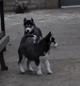 Сибирский хаски щенки,  документы FCI.