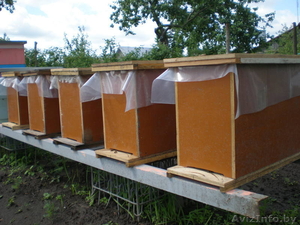 Пчелы Карпатской породы - Изображение #1, Объявление #908627