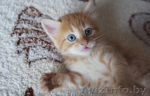Очень красивые Котята в дар возраст 1.5 месяца  - Изображение #1, Объявление #924048