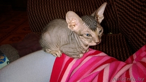 Миленькие,маленькие котята Донского сфинкса - Изображение #3, Объявление #1026155