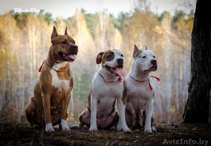 Американского Стаффордширского Терьера Девочки 