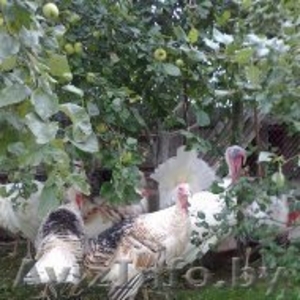 индюков и индюшек