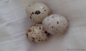 Перепелиные яйца - Изображение #1, Объявление #1163134