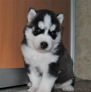 Сибирский хаски ,  щенок ,  мальчик и мальчики