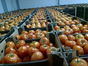 Свежие помидоры +доставка. - Изображение #1, Объявление #1245454