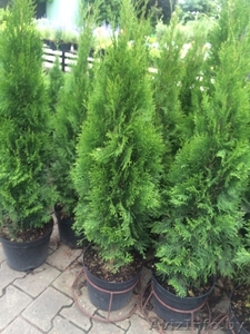 Туя Смарагд только опт 1.3.1-5 м.с доставкой. Гарантия