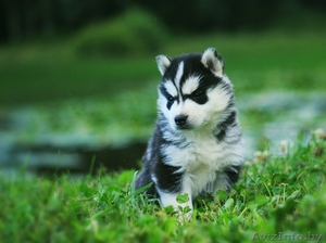 Щенки Хаски шоу класса. Шикарные щенки питоминк LEKDEIRI