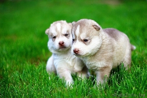 Щенки хаски волчата. Рассрочка