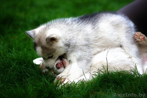 Щенки хаски с питомника. Все окрасы