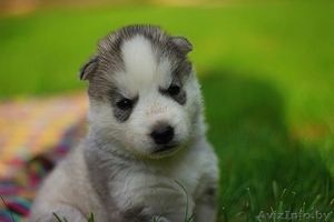 Хаски Щенки - недорого различный окрас