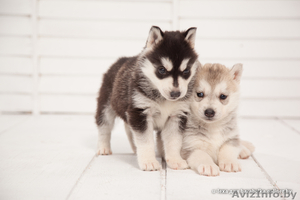 высокопородные шикарные щенки Хаски с шикарной родословной