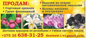 Сортовые орхидеи - Изображение #1, Объявление #1492526