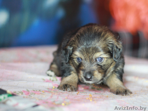 Цвергшнауцер , бесплатно щенки