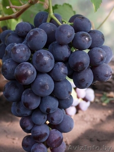 Купить саженцы и черенки винограда в Беларуси . - Изображение #4, Объявление #1052417