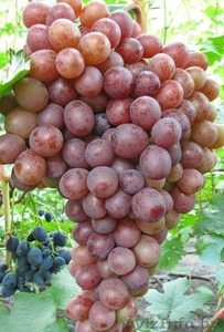 Купить саженцы и черенки винограда в Беларуси . - Изображение #6, Объявление #1052417