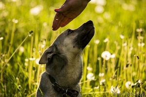 Небольшая собачка в добрые руки + подарок - Изображение #1, Объявление #1619843