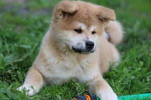 (Акита-ину) высокопородные щенки из питомника,  продаются