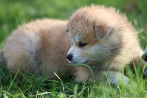 Щенки,  японской- акита-ину,  тигровые и рыжие