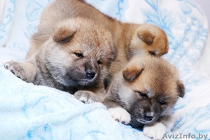 милые щенки акиты (Тигровые и рыжие) продажа
