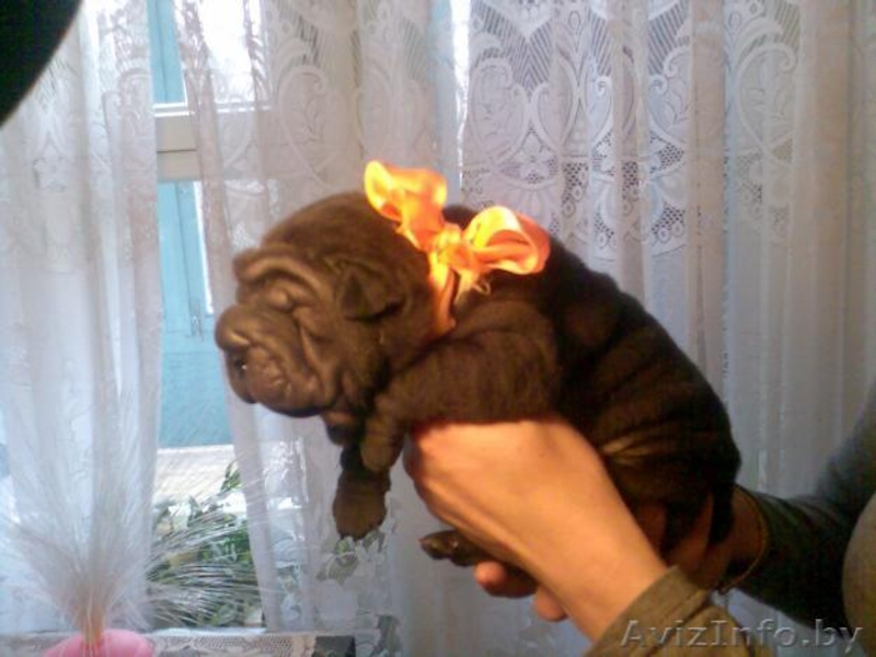 Продаю щенки шар-пея - Изображение #1, Объявление #3041