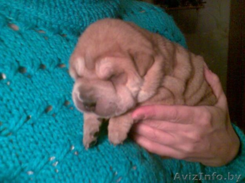 Продаю щенки шар-пея - Изображение #2, Объявление #3041