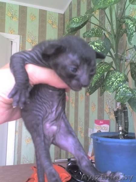 Котята породы Корниш-рекс - Изображение #1, Объявление #25576