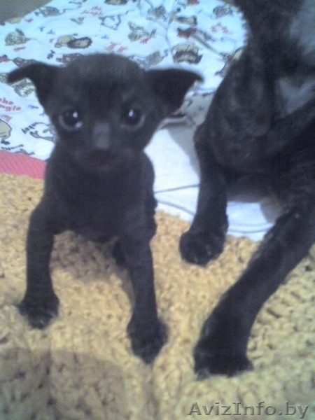 Котята породы Корниш-рекс - Изображение #2, Объявление #25576