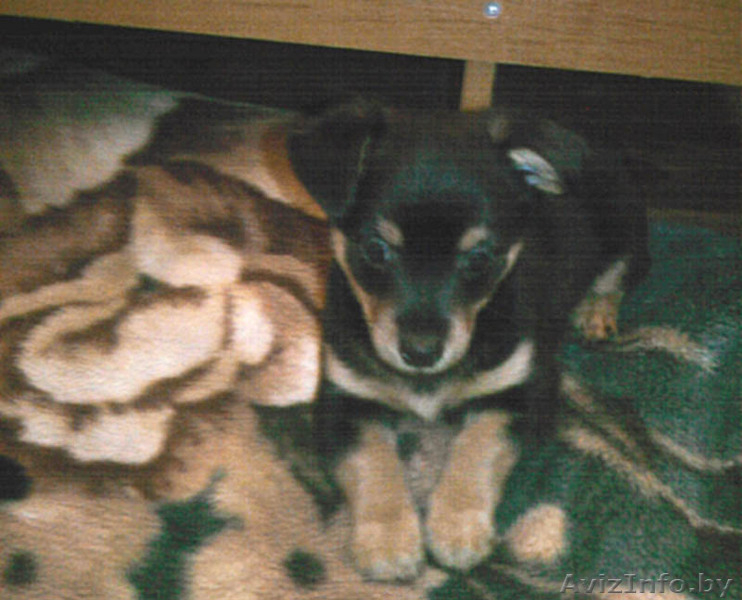 продам той терьера щенка - Изображение #1, Объявление #33828