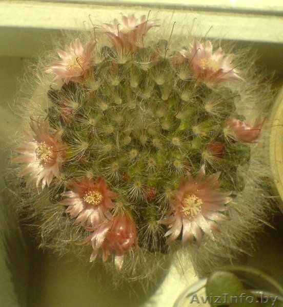 КАКТУС Маммиллярия бокасская (Mammillaria bocasana) - Изображение #1, Объявление #39844