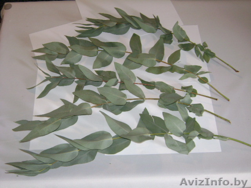 цитруси,мандарини, декоративние растениа - Изображение #2, Объявление #69641