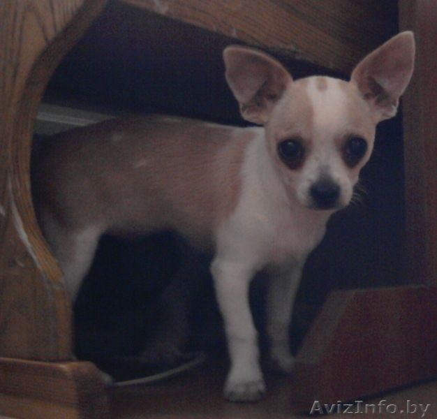 чихуахуа подрощенный кобель без недостатков - Изображение #3, Объявление #62685