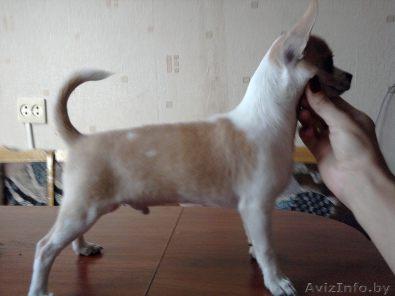 чихуахуа подрощенный кобель без недостатков - Изображение #2, Объявление #62685